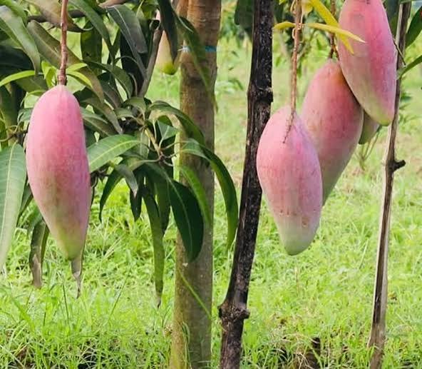 Red Ivory Mango Plants — Mango sapling available at Agro Nursery Garden